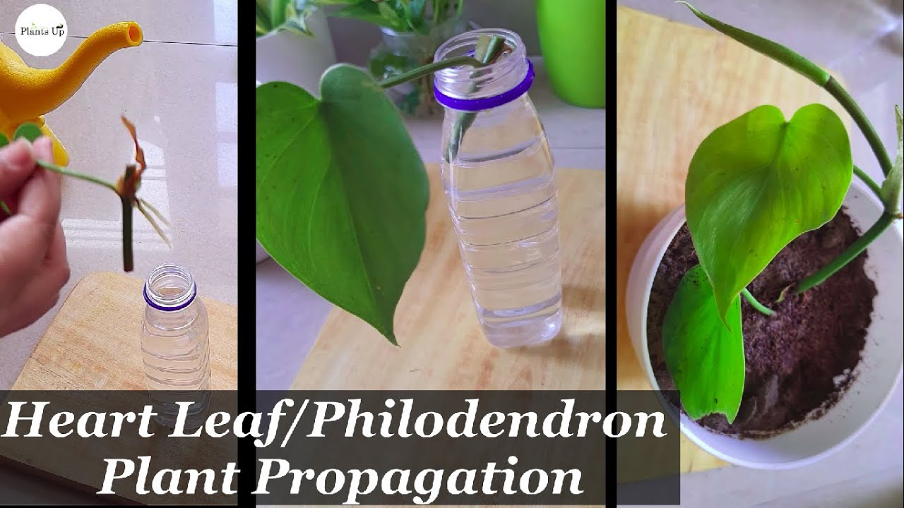 Heart Leaf Plant | Philodendron Plant | Heartleaf Philodendron Propagation | Grow Oxycardium Plant