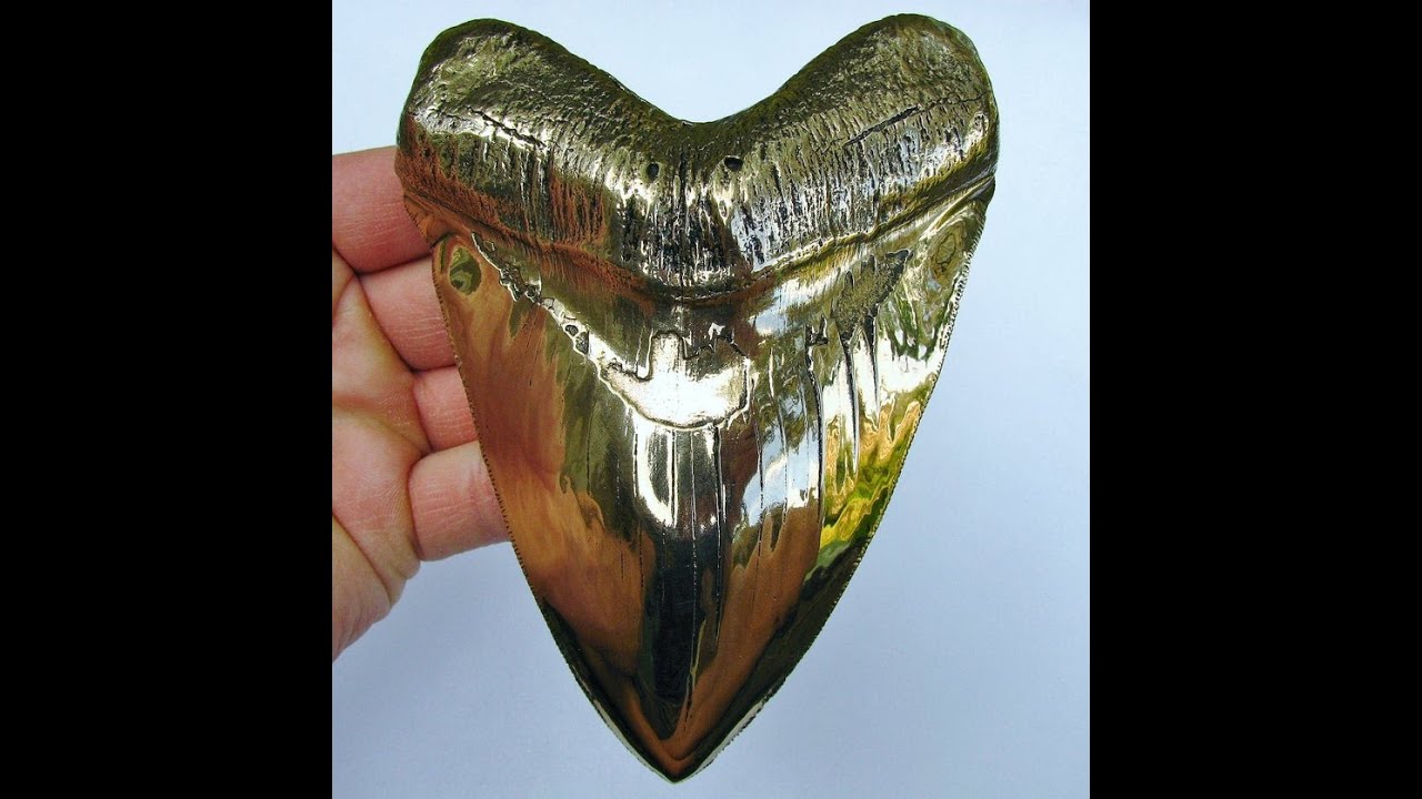 Megalodon Shark tooth turned to Bronze! #shorts
