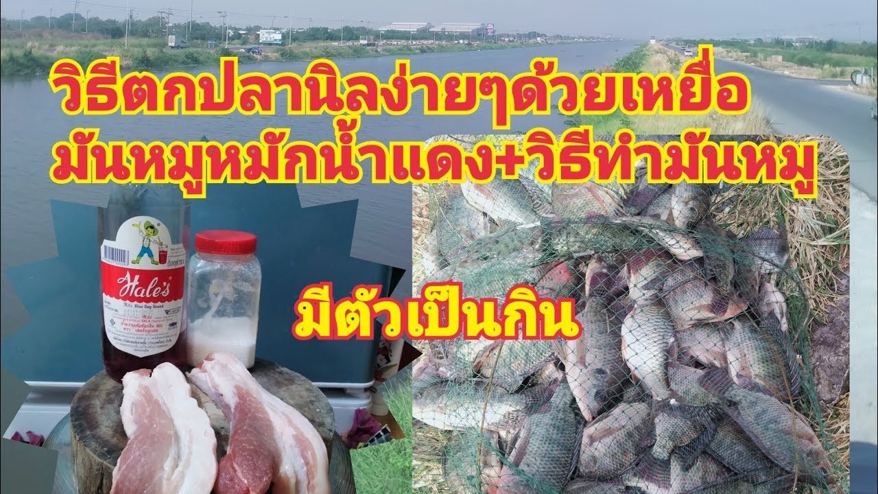 ถล่มฝูงปลานิลหมายธรรมชาติด้วยเหยื่อมันหมูน้ำแดงสูตรเด็ดกินจัดได้ผล100%พร้อมสูตรวิธีทำ