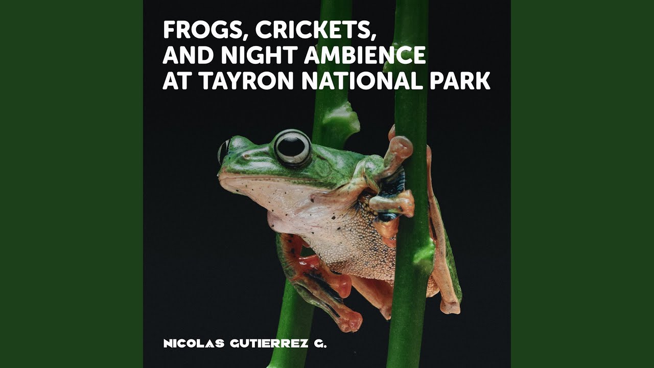 Frogs, crickets, and night ambience at Tayron National Park