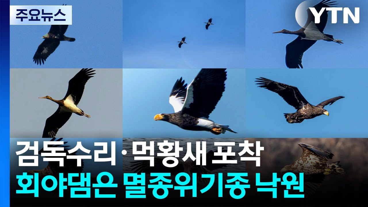 "검독수리·먹황새 포착"...회야댐은 멸종위기종 ’낙원’ / YTN