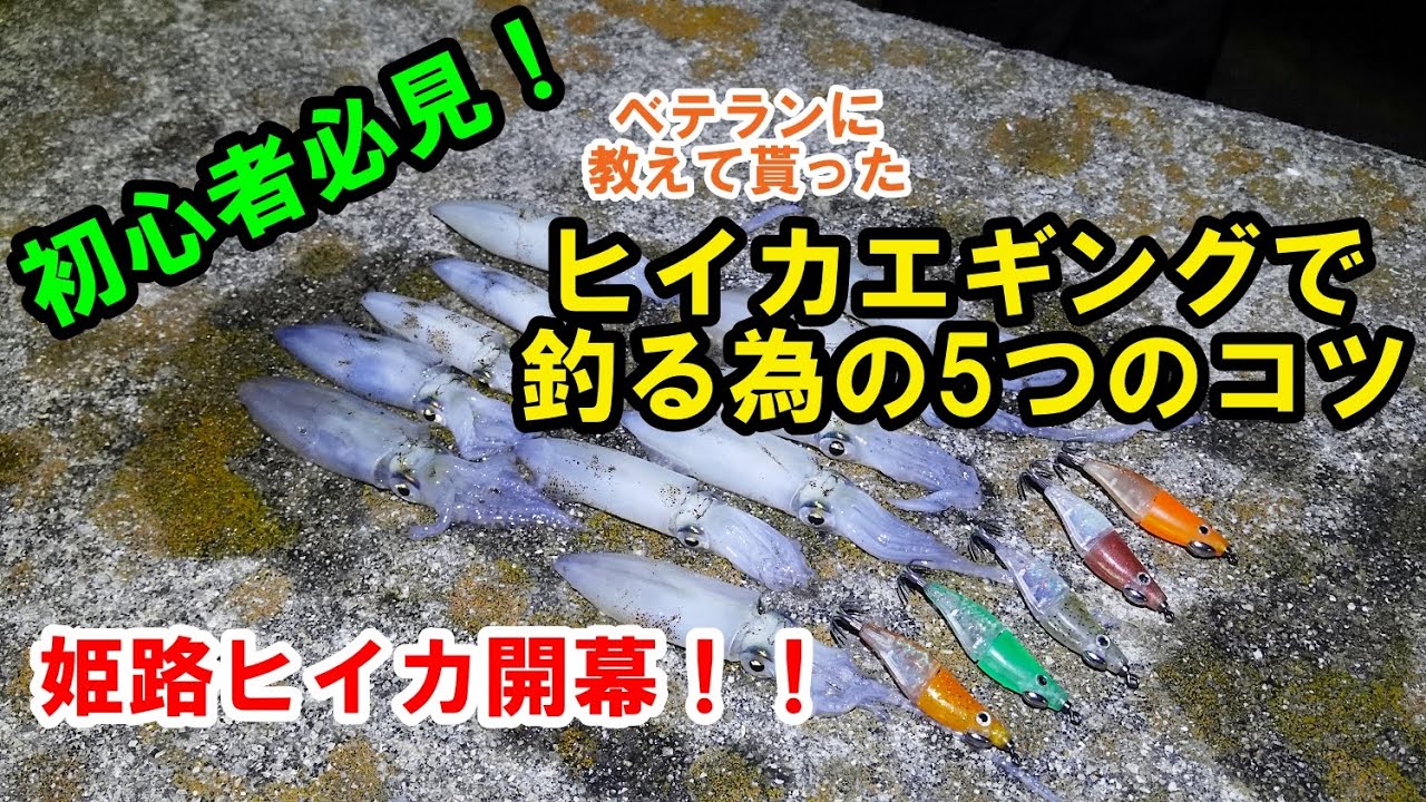 【ミニエギング】初心者がベテランに教えてもらった「ヒイカエギングで釣る為の5つのコツ」ヒイカ開幕！兵庫県姫路エリア