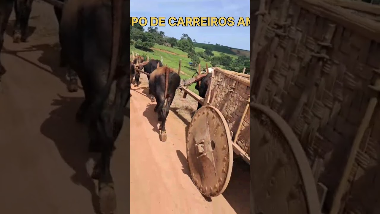 O CARRO DE BOI SEGUE NA ESTRADA MANTENDO A TRADI&Ccedil;&Atilde;O