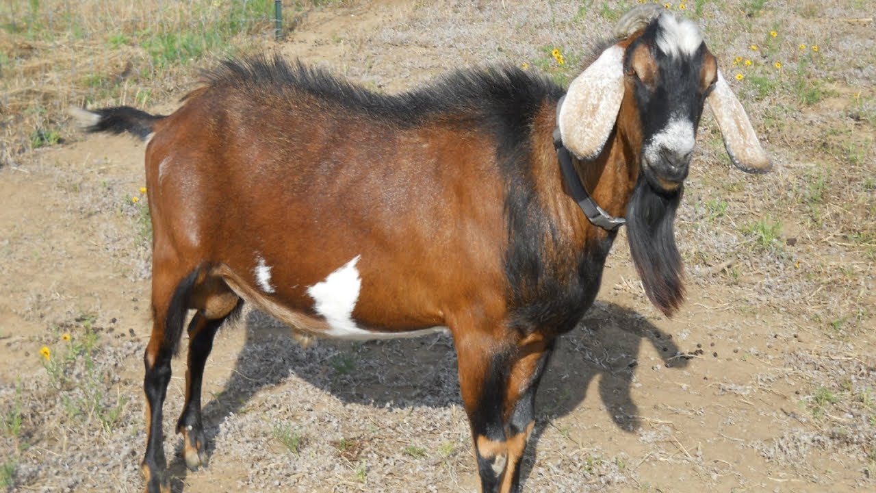 Anglo-Nubian Goats | Large Meat And Milk Producers