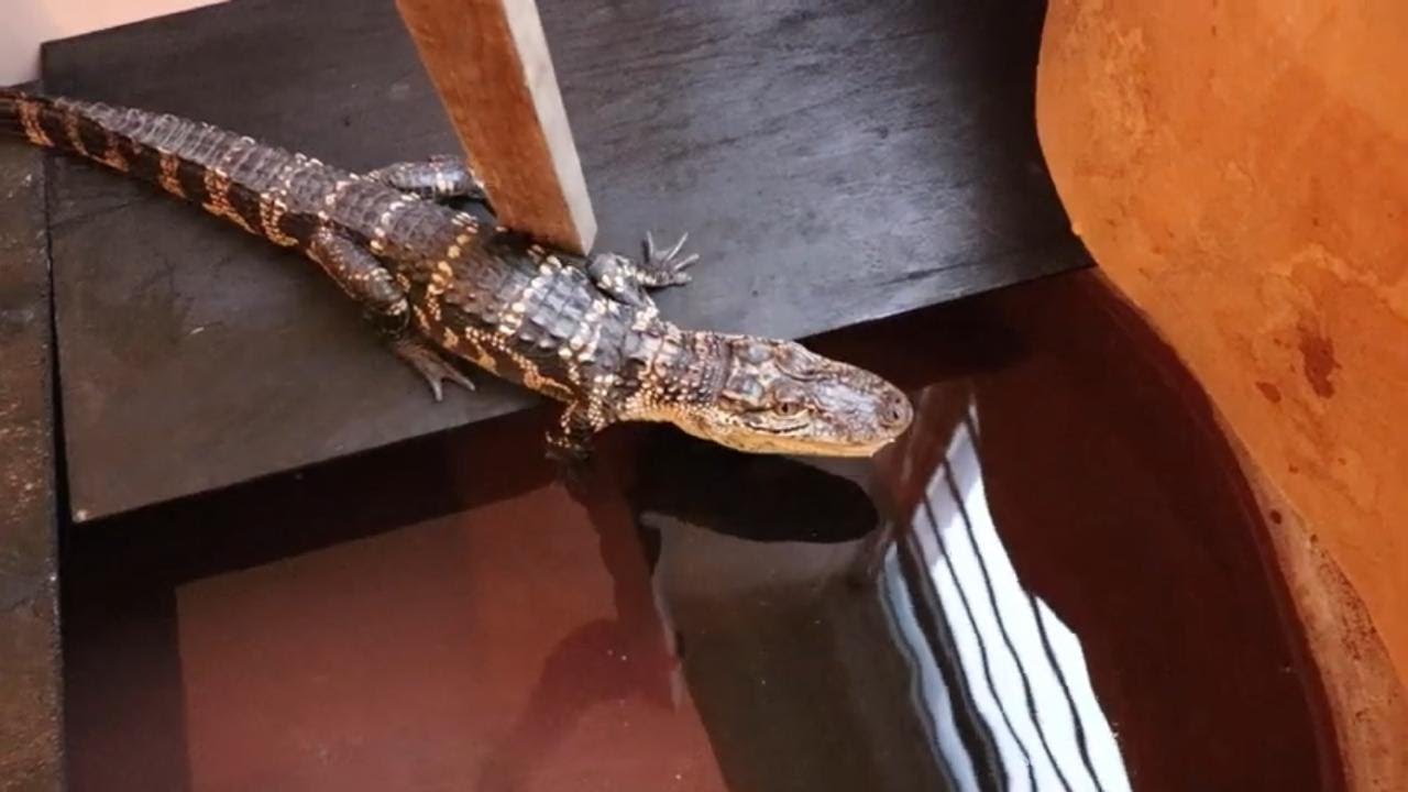 Nuevo Encierro de Mi Caiman Alligator