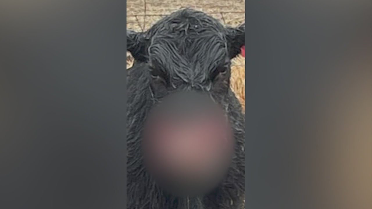 Missouri sheriff suspects 'big cat' in recent cattle attack