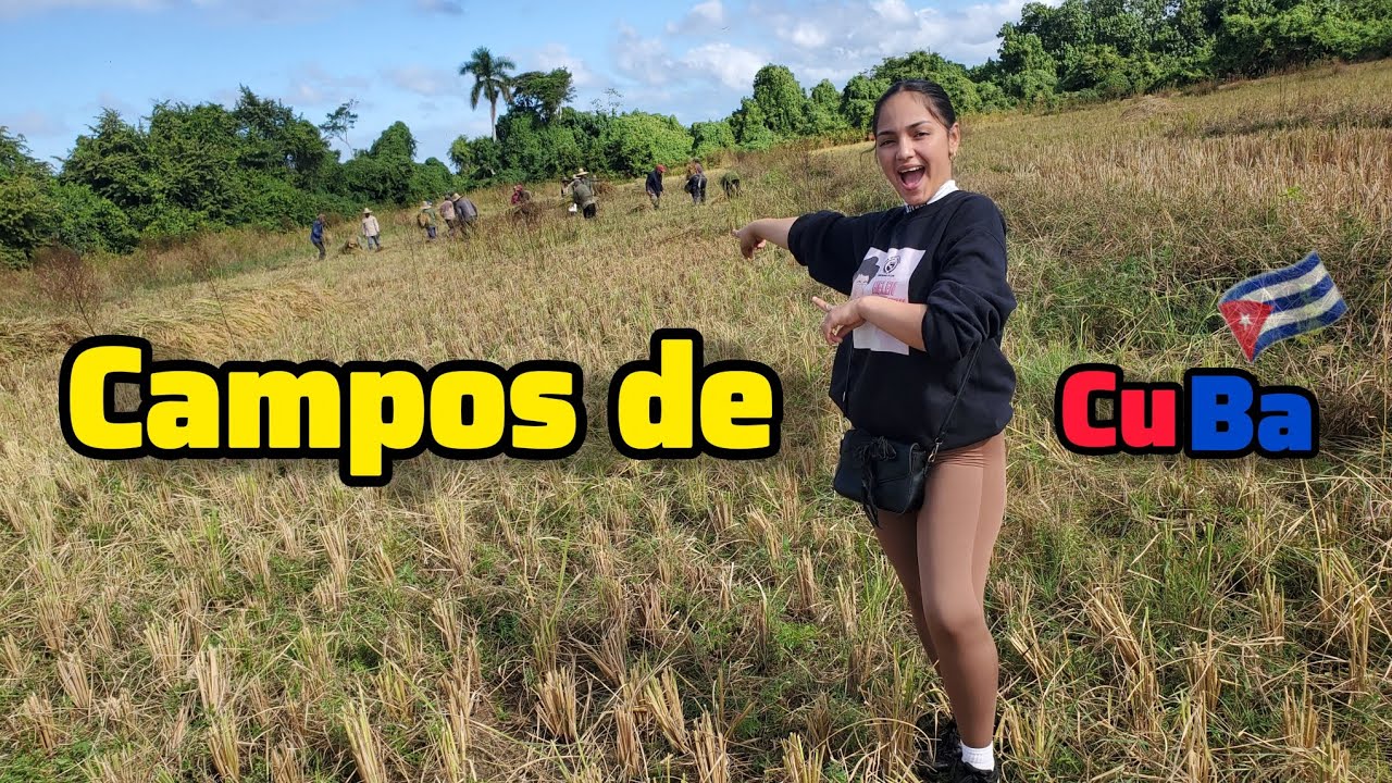 Así se corta el arroz en Cuba🇨🇺🌾. La vida en el campo no es fácil.