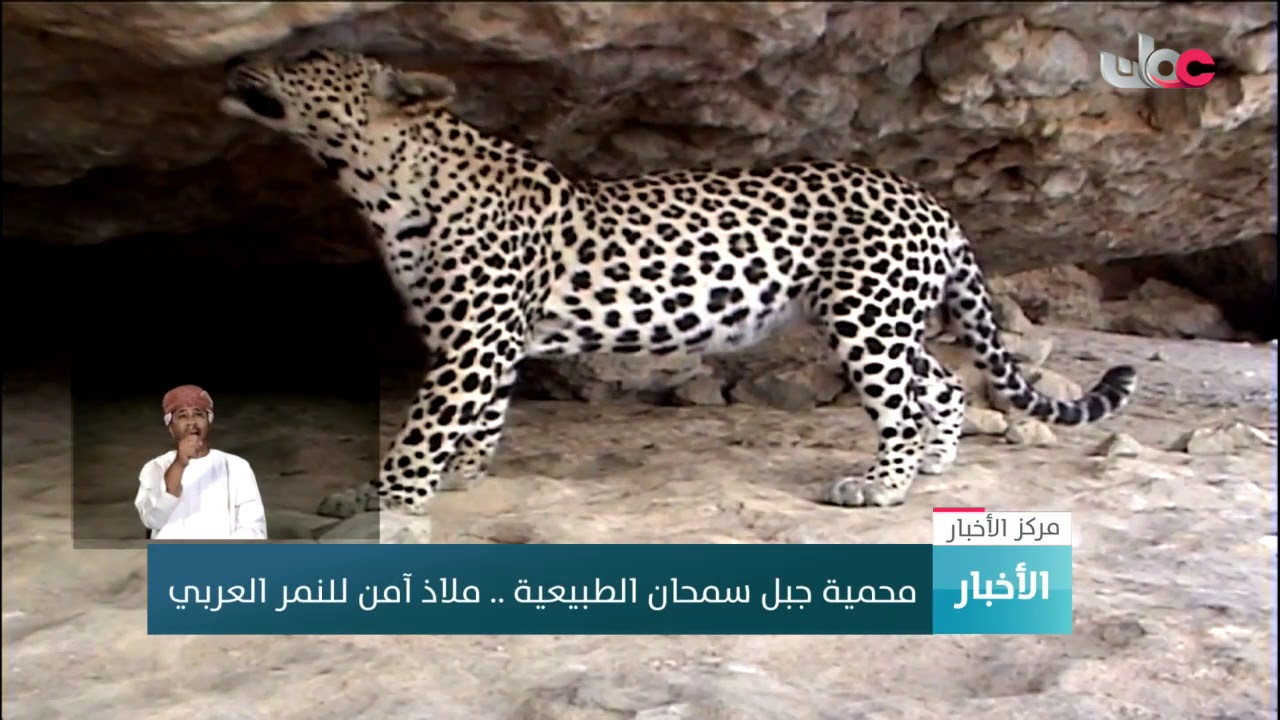 محمية #جبل_سمحان الطبيعية مكان آمن للنمر العربي