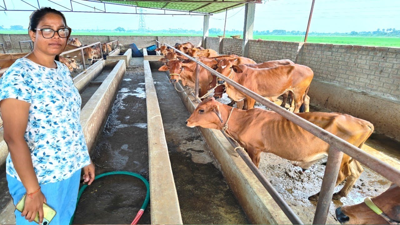 शहर की नौकरी और ज़िन्दगी छोड़ पति-पत्नी ने अपने गाँव में बसाया Dairy Farm | Dairy Farming In Bihar