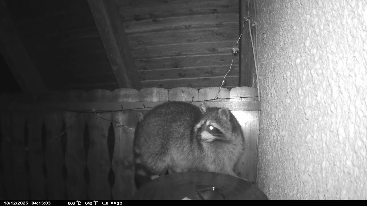 Waschbär in der zweiten Etage