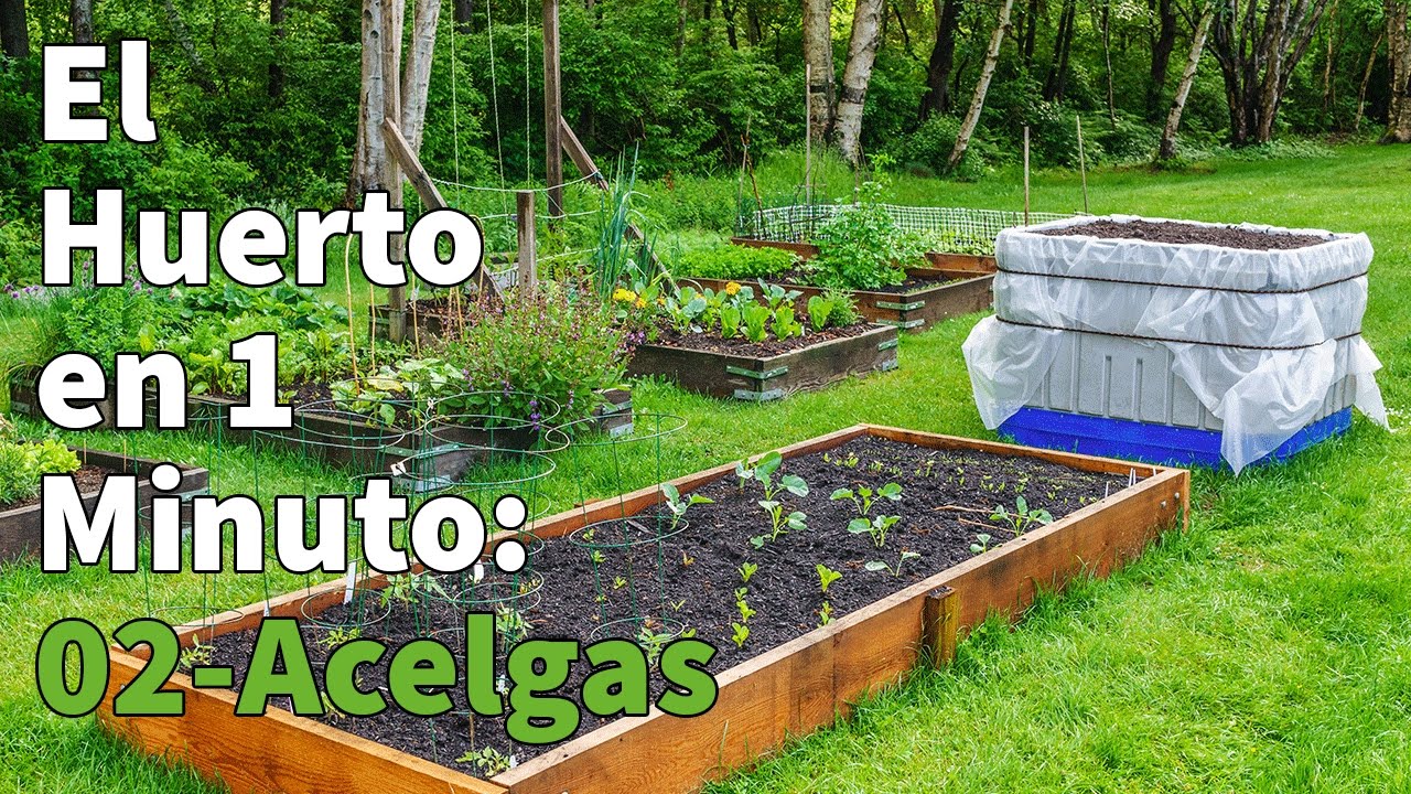 Como Plantar Acelgas Paso a Paso con Éxito 🥬  Huerto Urbano en 1 minuto