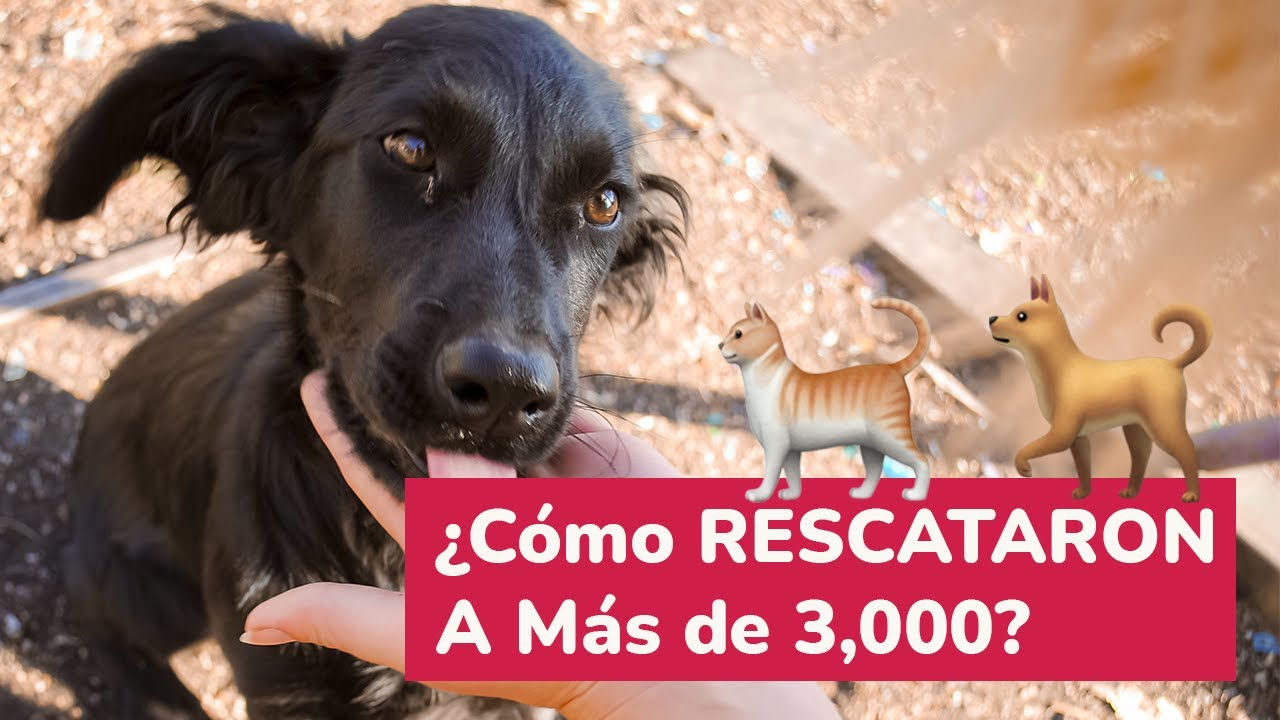 Entrevista con Proyecto Salvavidas que ha RESCATADO a m&aacute;s de 3 MIL mascotas en Monterrey. 🐕🐈