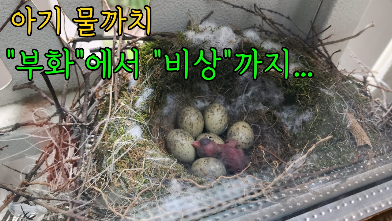물까치 육아일기... 부화에서 비상까지의 기록...아파트 베란다에 둥지를튼 물까치...