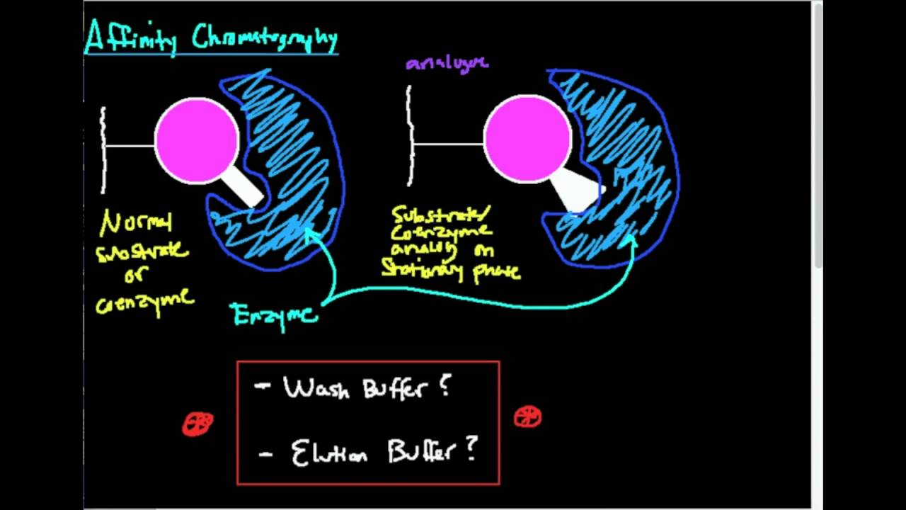 Interpreting an Affinity Chromatogram