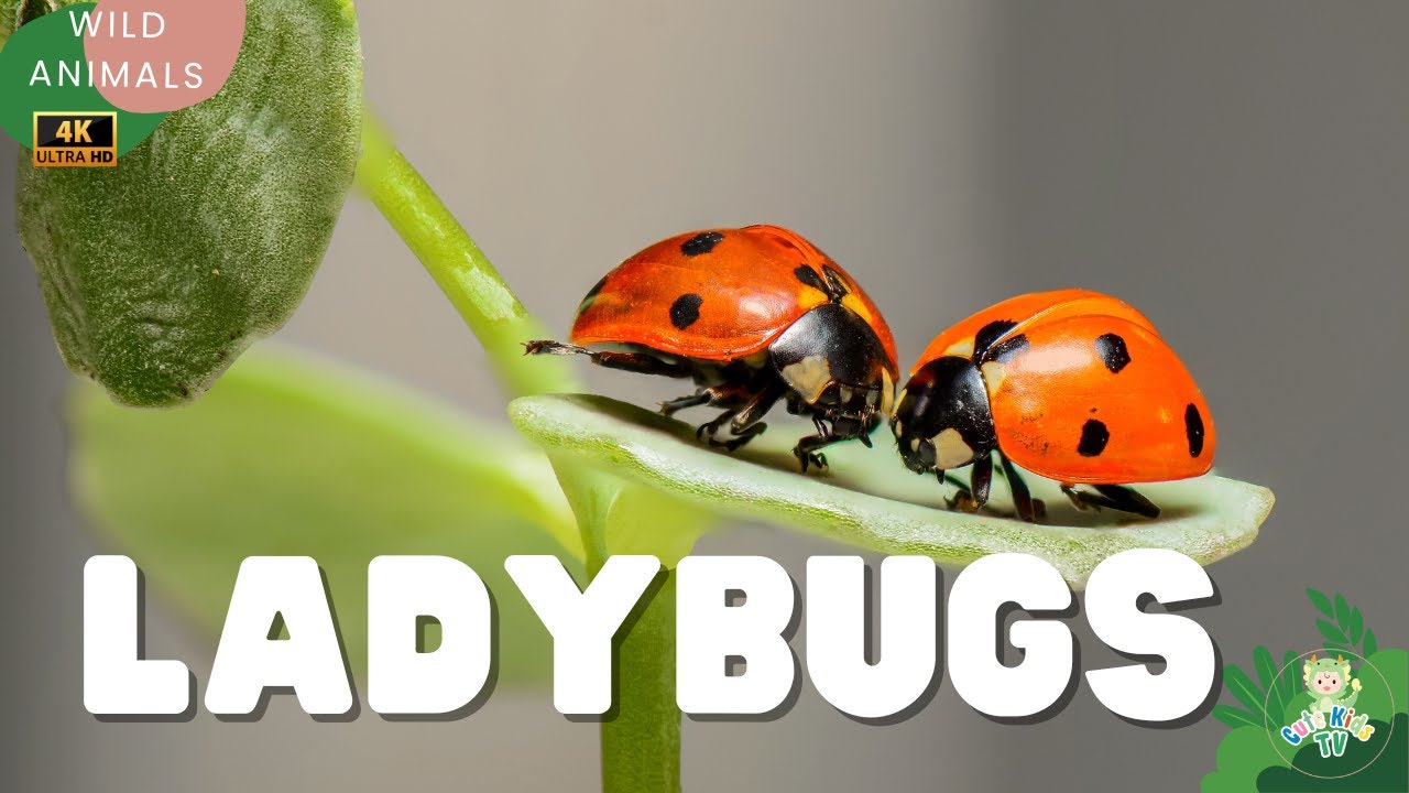 Факты о божьих коровках для детей 🐞 Узнайте всё о божьих коровках | CuteKidsTV