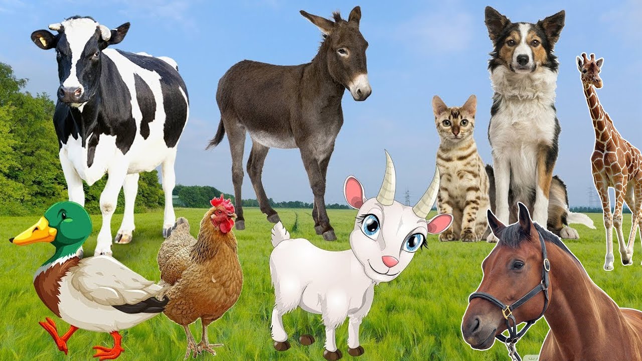 Lovely Animal Sounds Around Us: Giraffe, Dog, Cat, Donkey, Cow, Goat, Chicken, Horse | Animal Videos