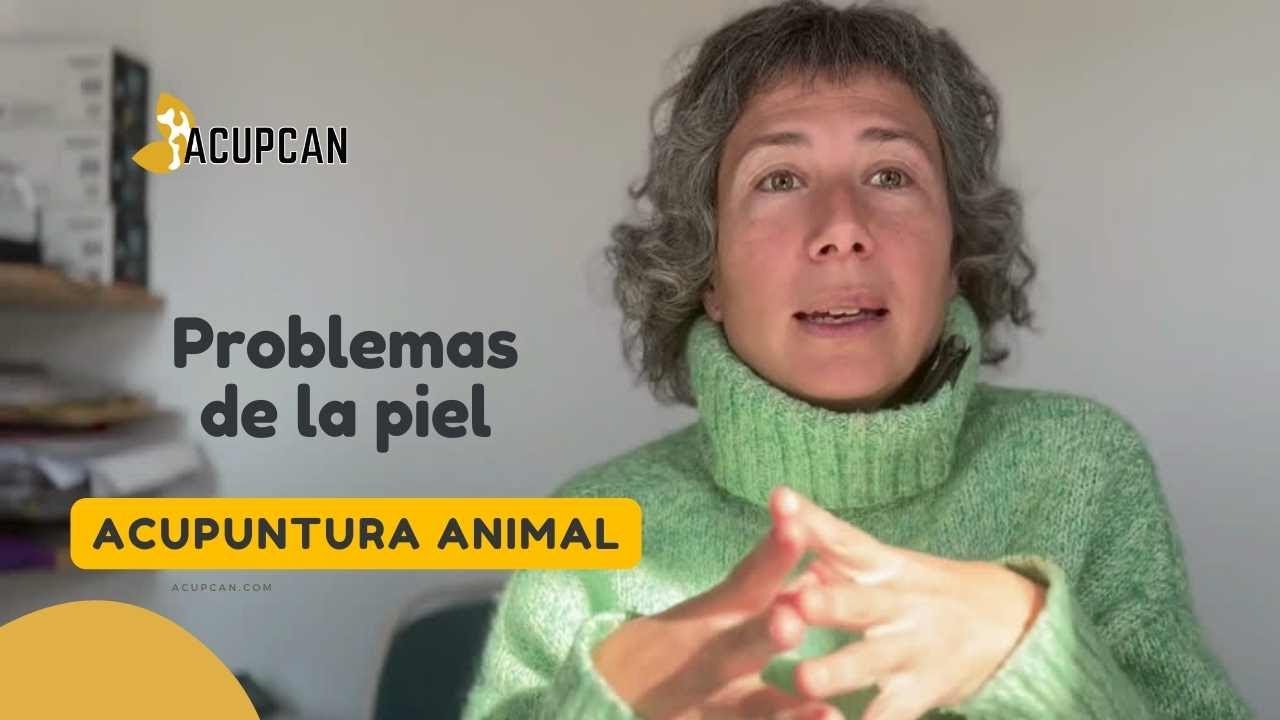 ¿Desequilibrios de la #piel en animales?  Más allá de la Medicina Tradicional #Acupuntura Animal