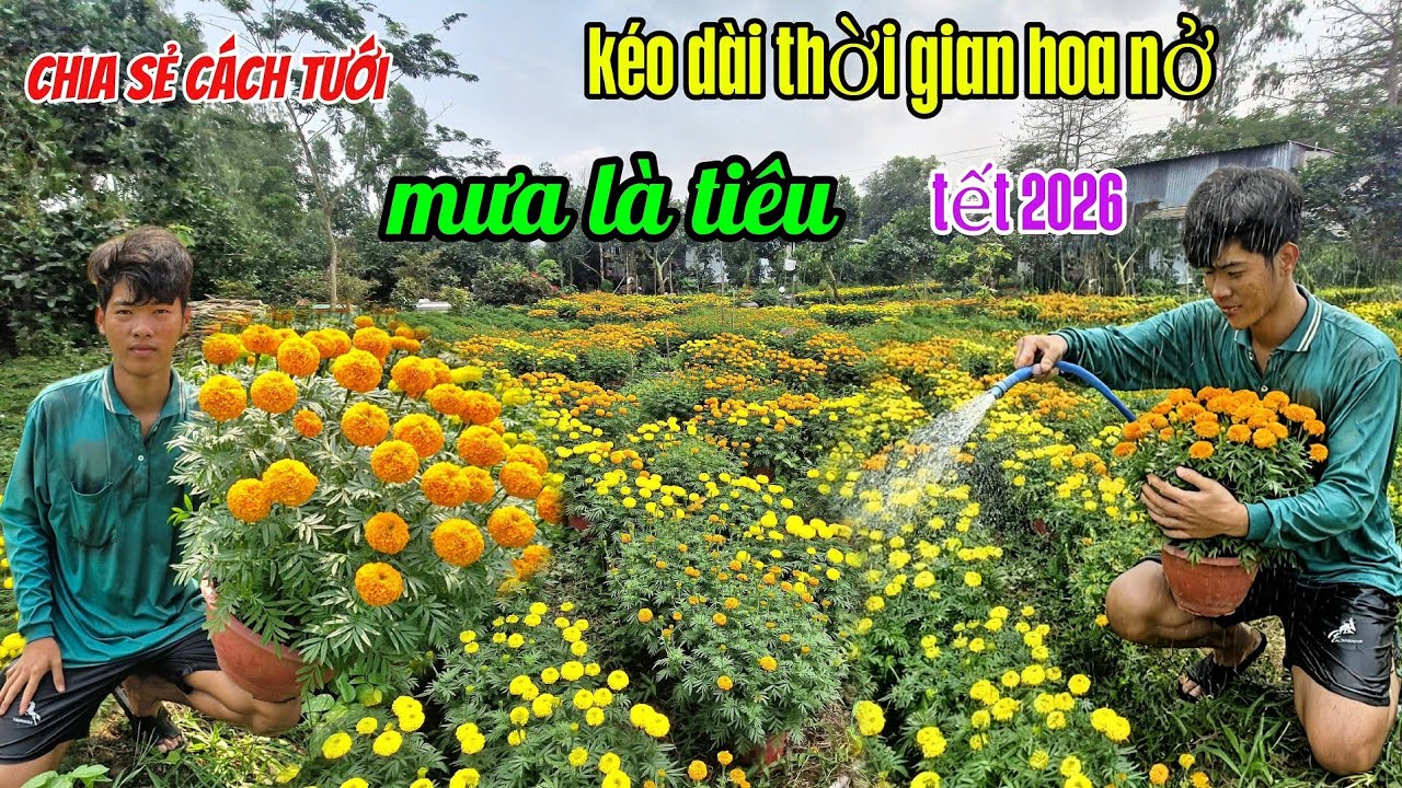 Chia sẻ cách tưới kéo dài thời gian hoa thọ nở Nếu nở rộ gặp mưa là xong