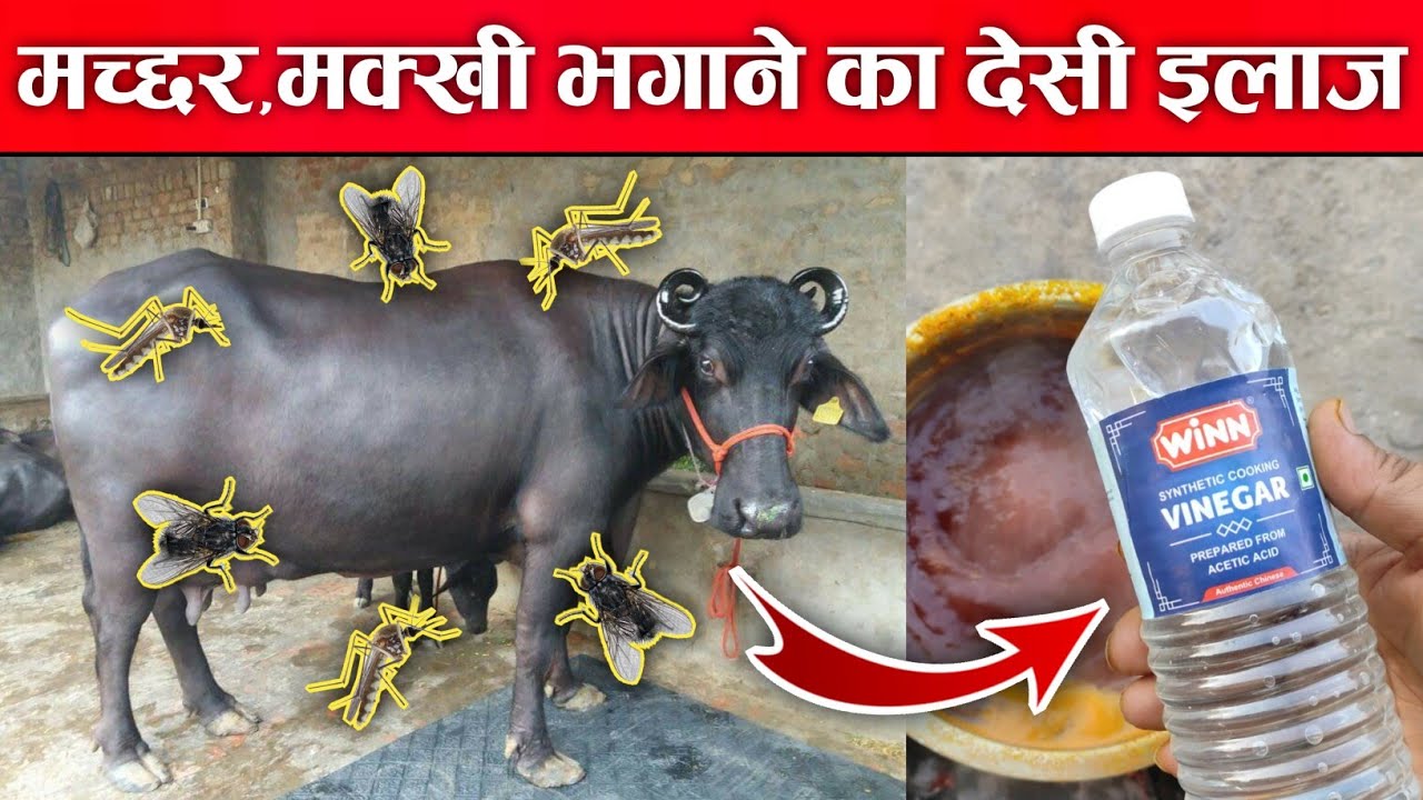 गाय/भैंस को मक्खी, मच्छर से बचाने का देसी ईलाज ||Bhains ka doodh||How to kill mosquitoes and flies.