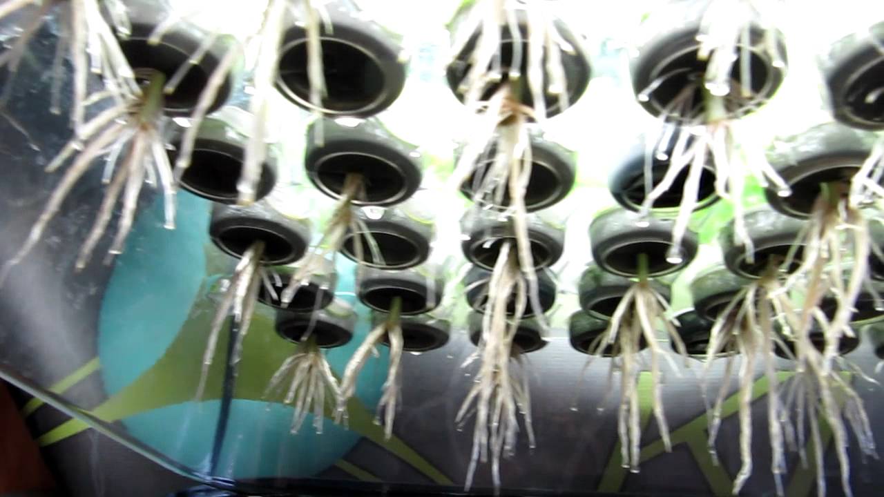 Turbo Klone 48 Aero Cloner - Basil after 9 days