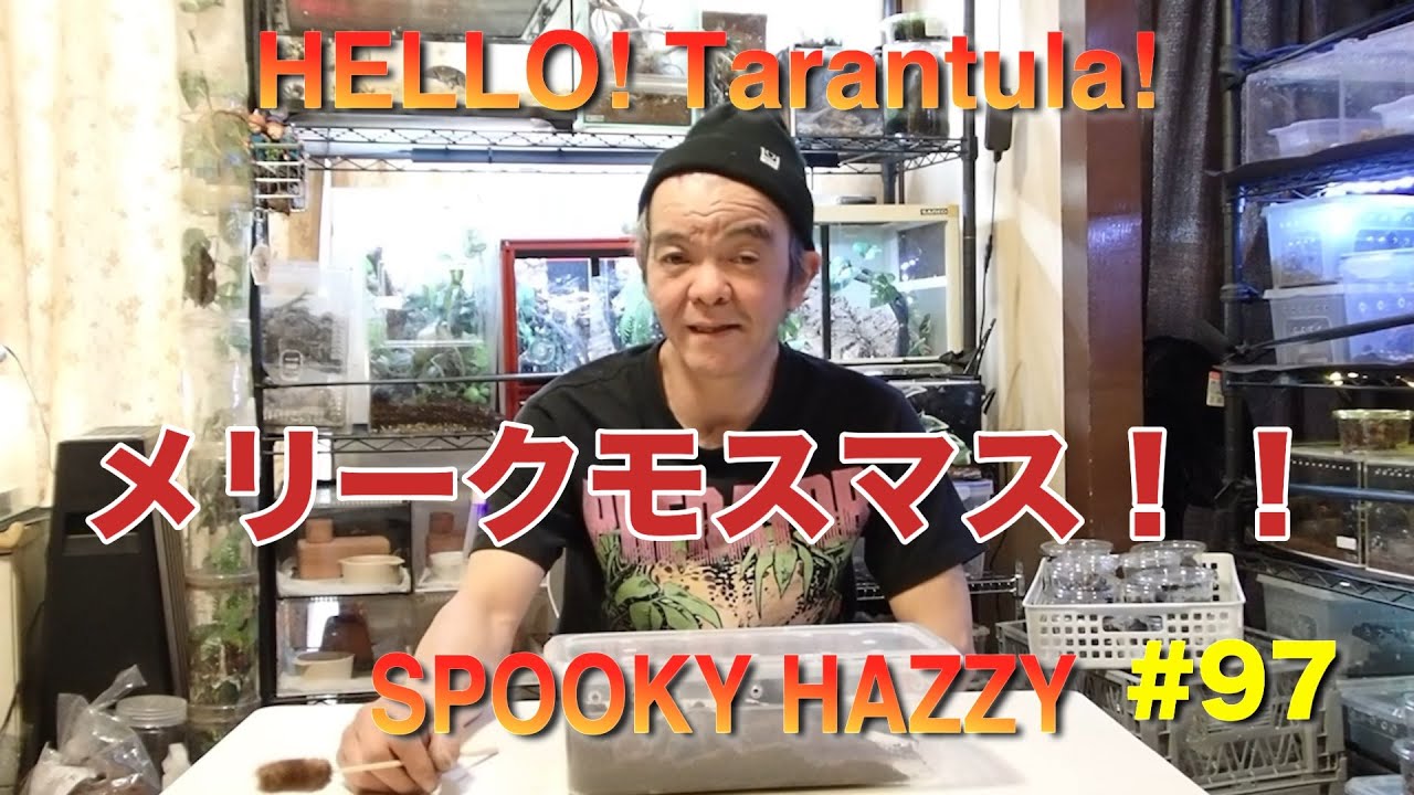 HELLO!Tarantula!#97 メリークモスマス！