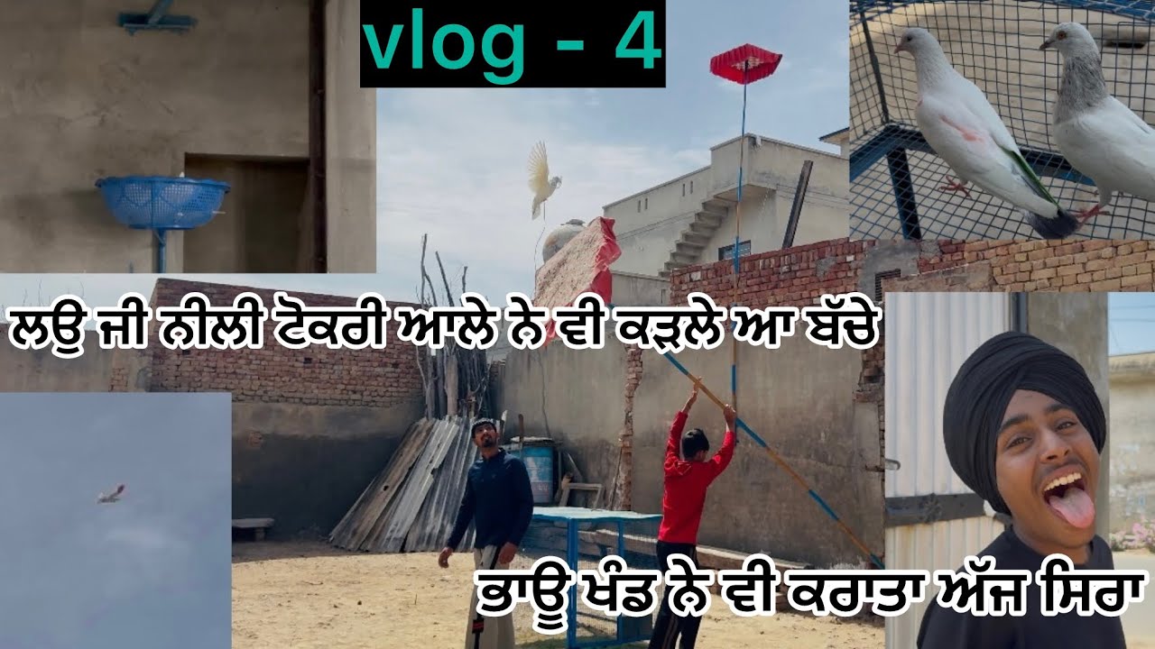 ਲਉ ਮਿੱਤਰੋ ਪਹਿਲੀ ਵਾਰੀ ਡਾਏ ਆ ਕਬੂਤਰ ਦੇਖੋ ਕਿੰਨੇ ਵਜੇ ਤੱਕ ਉੱਡੇ ਆ/ਦੇਖੋ ਸਾਰੀ ਵੀਡੀਓ/ #kabutarbazi #kabootar 