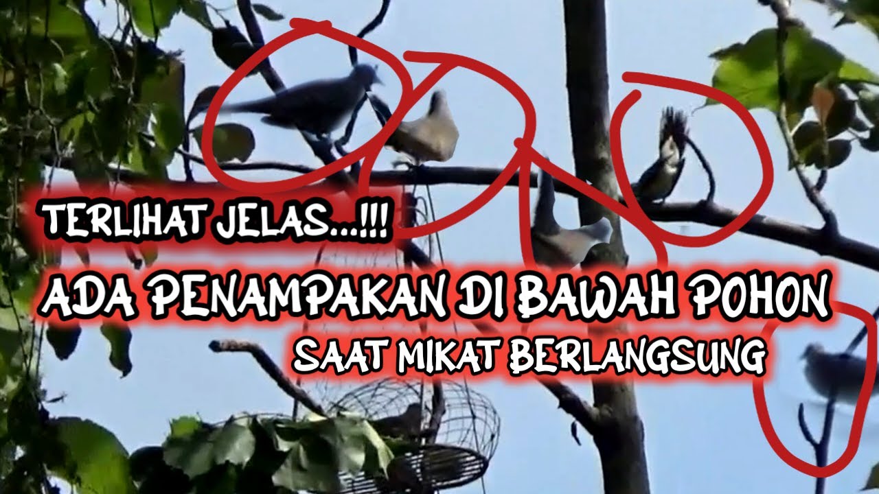 PERKUTUT LOKAL ALAM INI TERNYATA MEMBAWA KODAM PENDAMPING YANG MENYELAMATKANNYA 😁😁😁