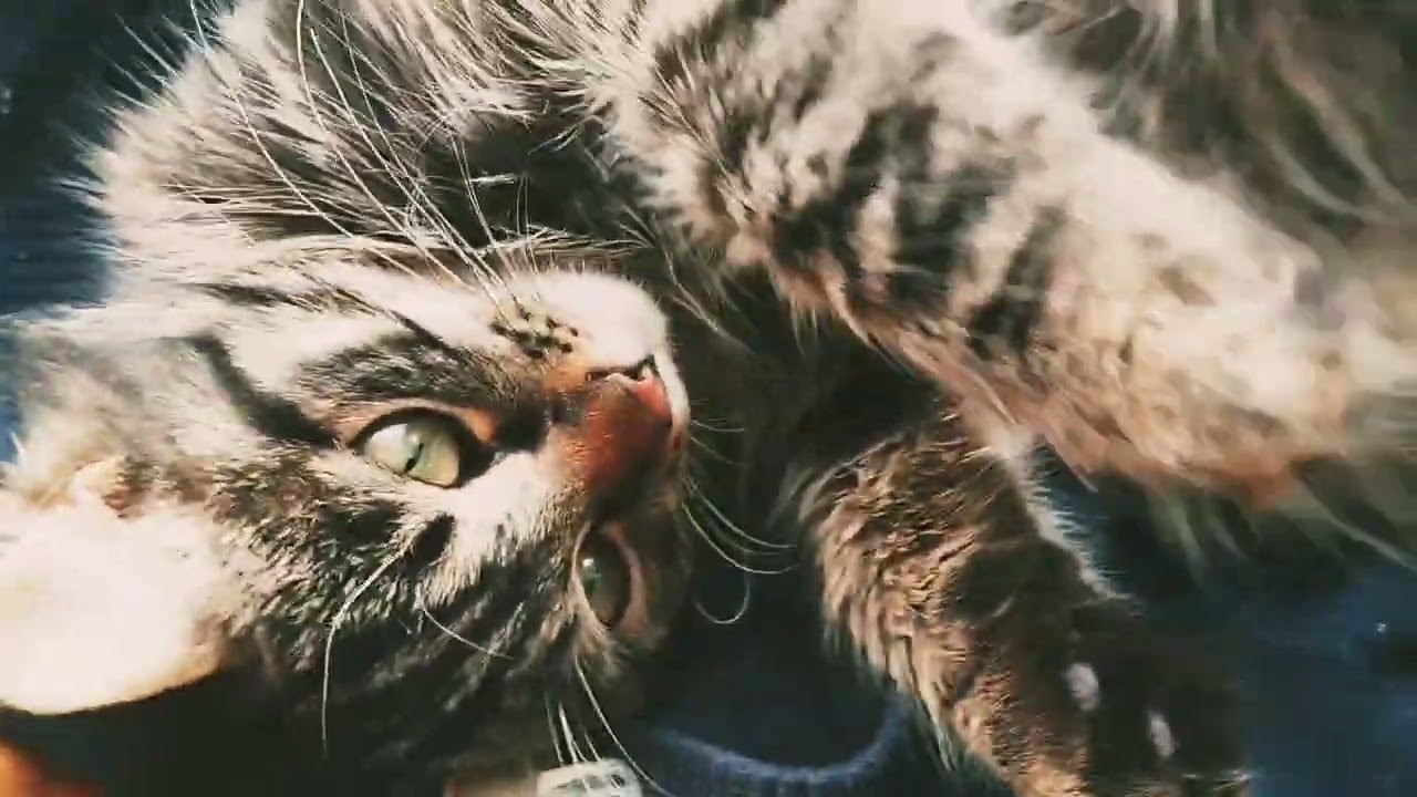 История кота Аристотеля. Как бездомный котёнок нашёл тёплый дом!