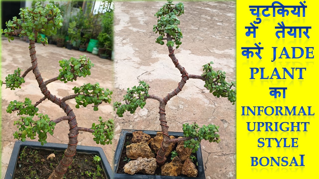 Making of Jade Bonsai-Informal upright style, repotting, wiring, styling of Jade bonsai, pruning