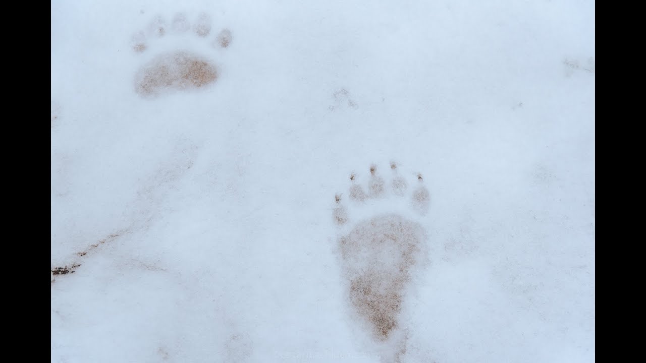 SUPRAVIETUIRE IARNA PE MUNTE - Curs cu Relu Nica