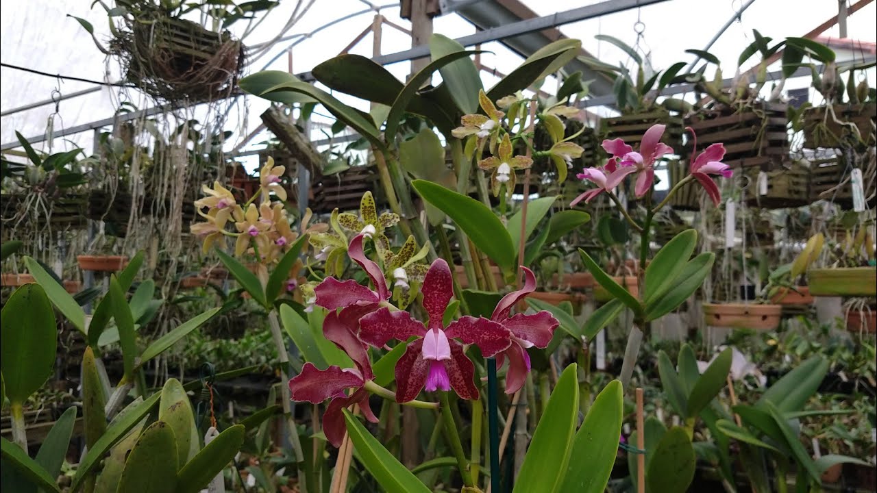 FLORAÇÃO de ORQUÍDEAS CATTLEYA GUTTATA e CATTLEYA LABIATA - ORQUIDÁRIO GUARAPARI
