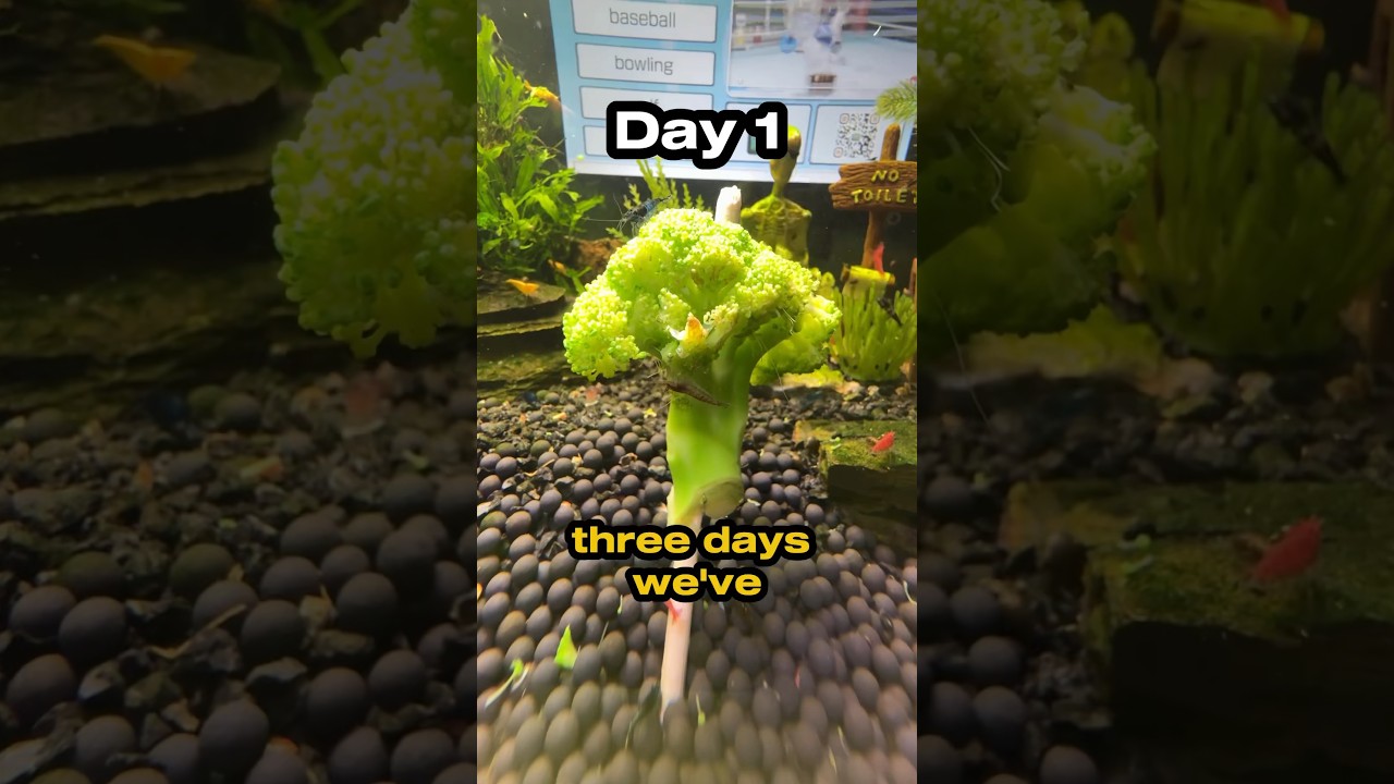 we fed the shrimp a HUGE broccoli tree! (before and after) #shrimp #shrimptank #feeding