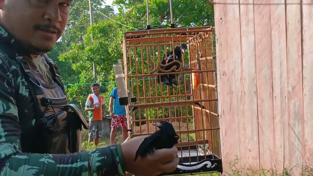 Pipira dragao na beira do rio capim 