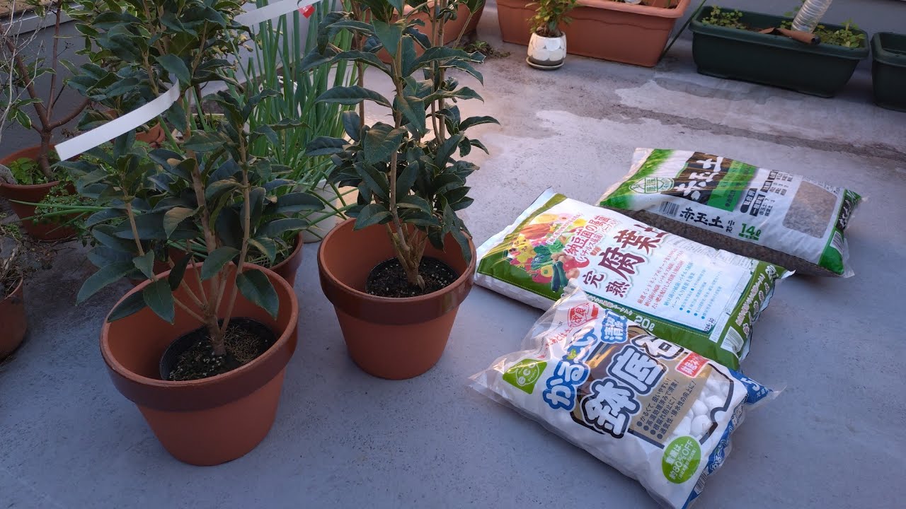 金木犀を植えていく！初めての土作りをしていく。