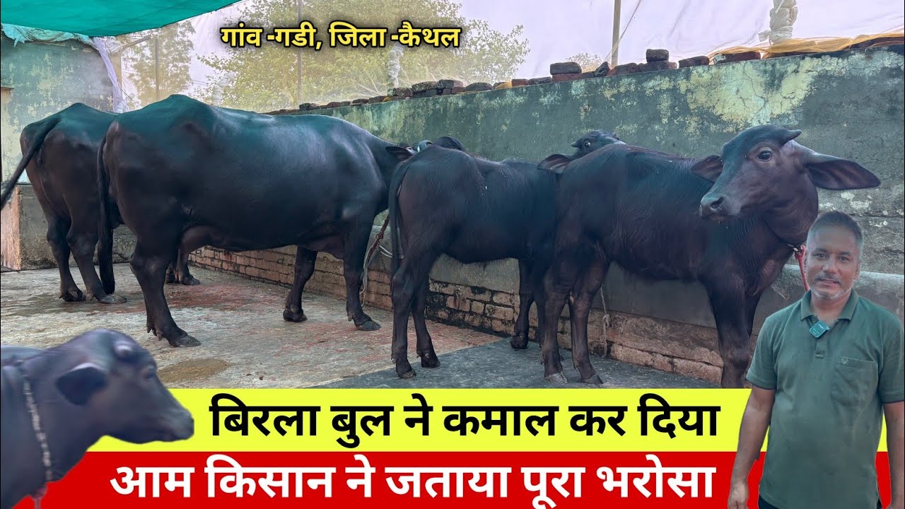 🔴आम किसान ने जताया बिरला बुल पर पूरा भरोसा। डॉ लाभ 📞9416929249.