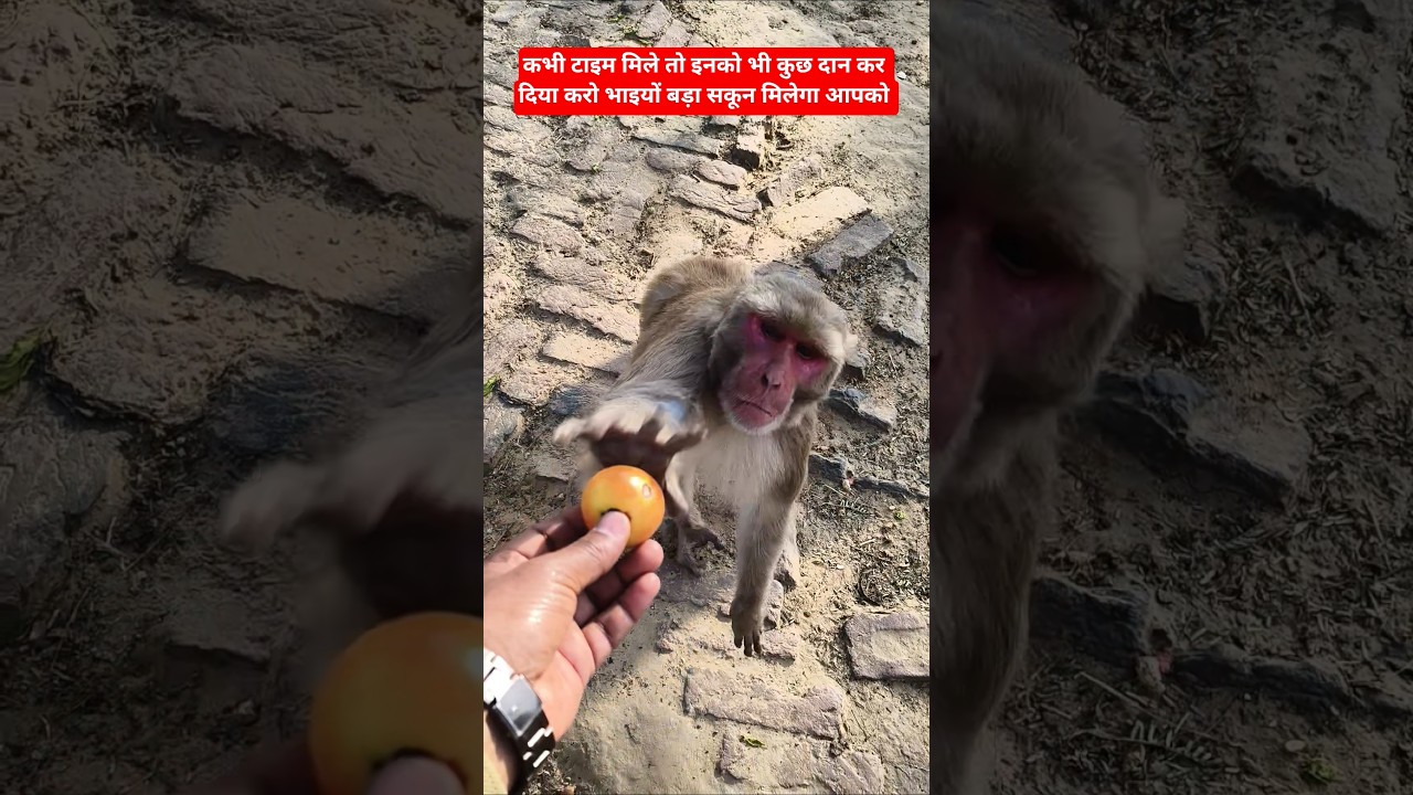 टमाटर खा रही है हमारी प्यारी वानर सेना 🐒🚩 || 
