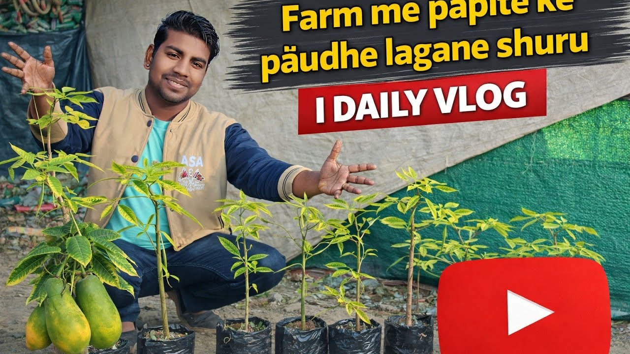 Bagiche Me Papita Lagane Shuru 😍 | Papaya Planting in Garden | Daily Vlog 