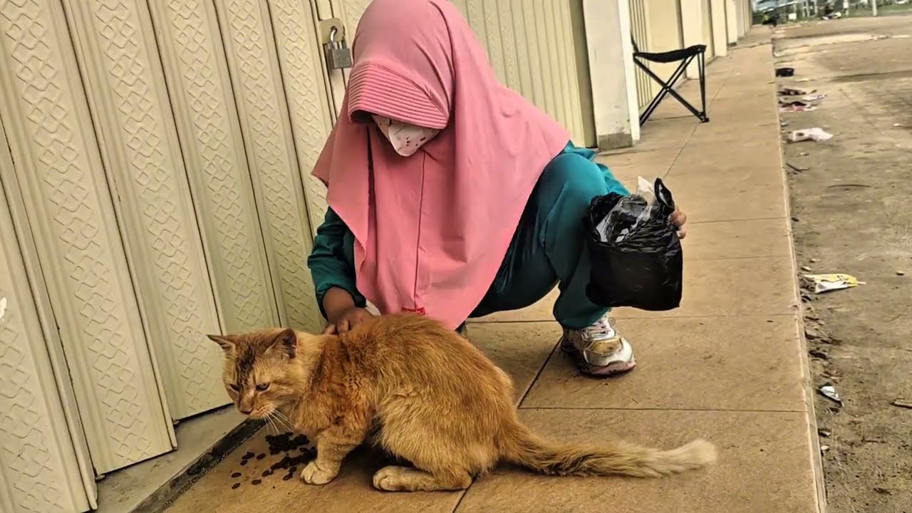 KEHIDUPANKU DI KAMPUNG | Pagi di Kampung 🌄 Jalan Santai Sambil Memberi Makan Kucing Liar yang Lapar