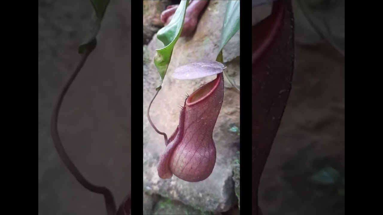 nepenthes (badura) flowers 🌺#shorts #flowers