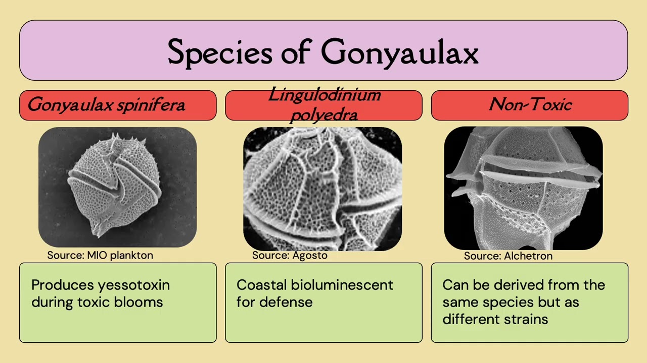 Gonyaulax Presentation