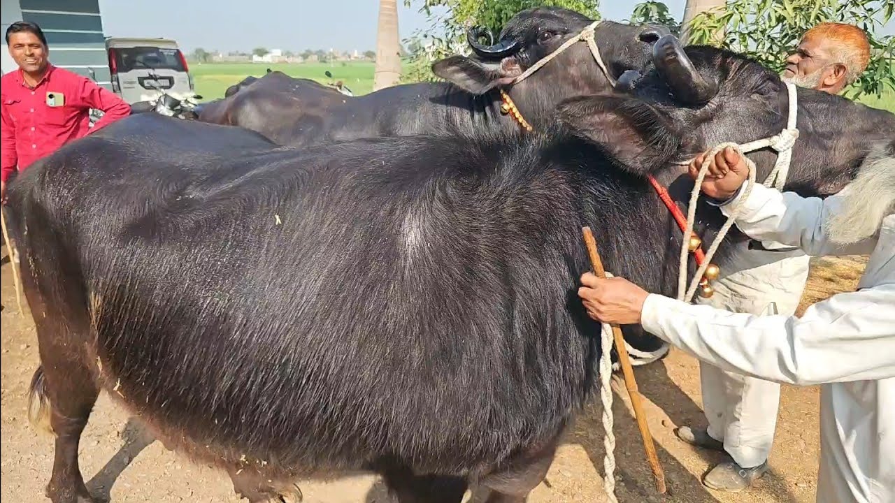 18-20 लीटर दूध देने वाली #मुर्रा_भैंस बड़नगर डेरी फार्म पर उपलब्ध बिक्री के लिए उपलब्ध buffelo sale