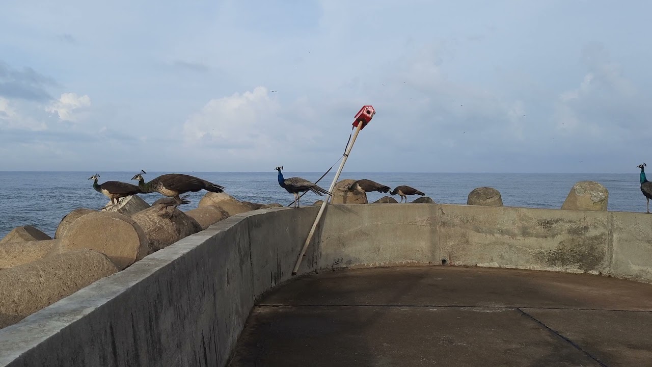 Peacock Kundapura  Delta Point Kodi Beach