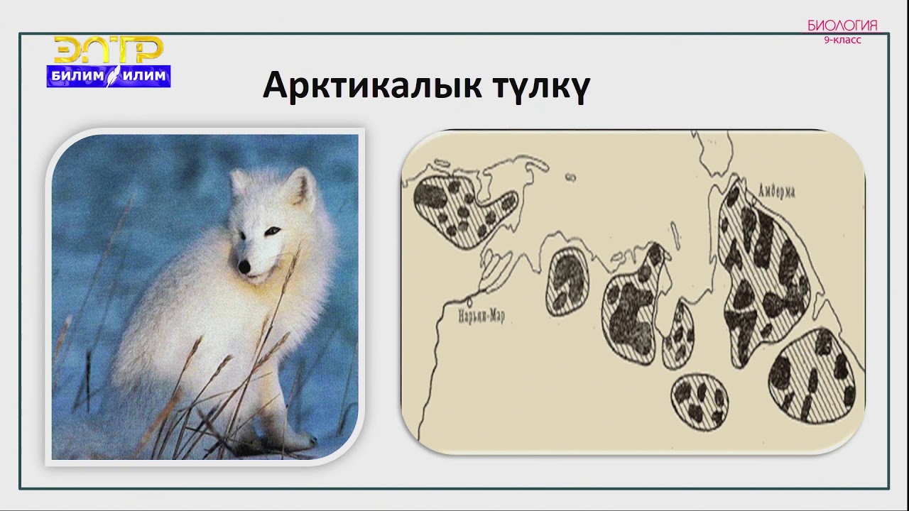 9-класс | Биология |   Популяция