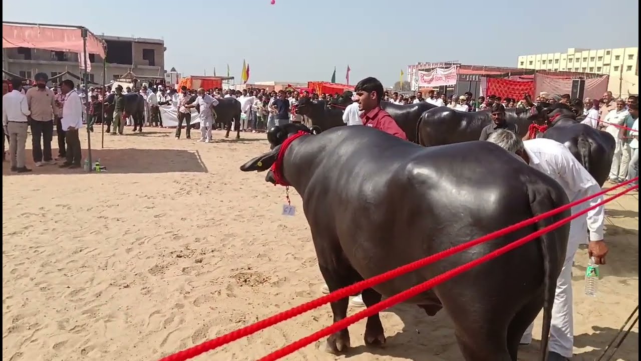 Hanumangarh Kisan Mela Bull competition