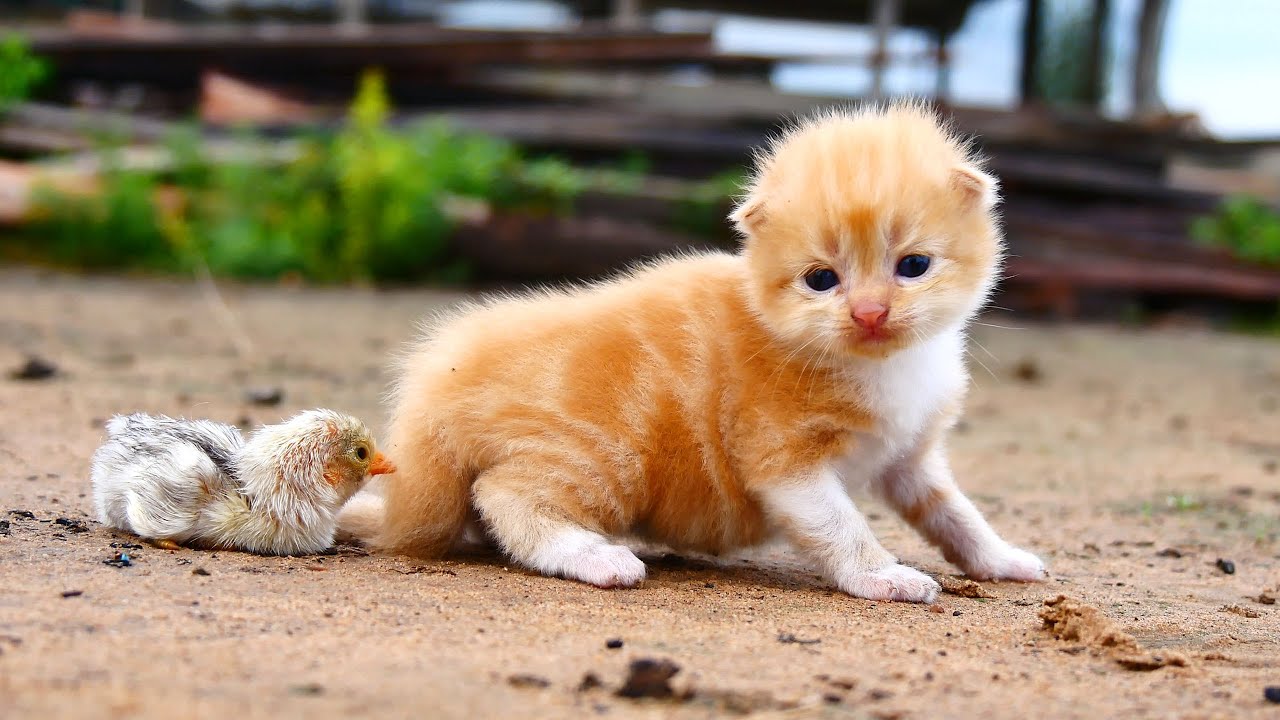 So Cute Poor Chicks Walk With Baby Kitten 😻🐥 || Very interesting videos💕