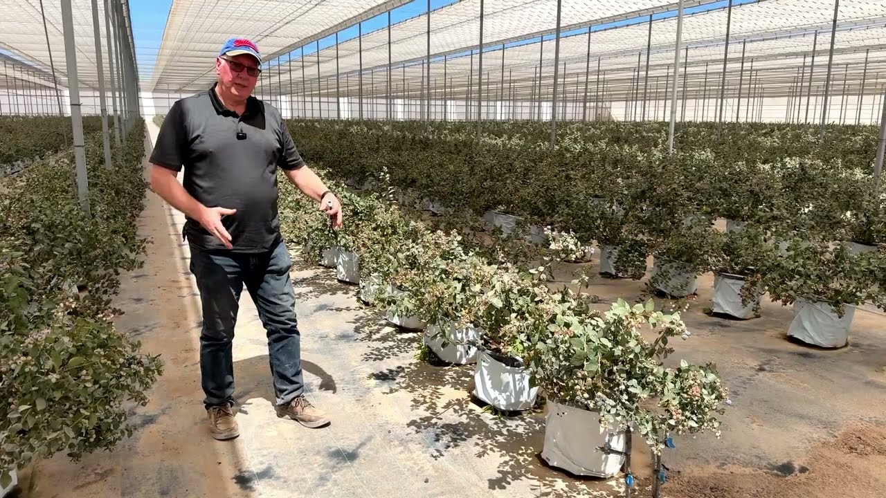 Management and operational benefits of growing blueberries  in a retractable roof house.