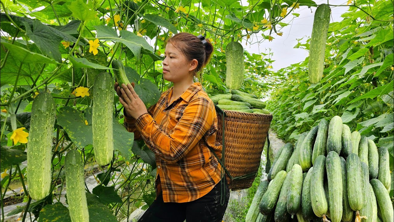 Harvest giant melons and enjoy this delicious melon. Ly Phuc Ca
