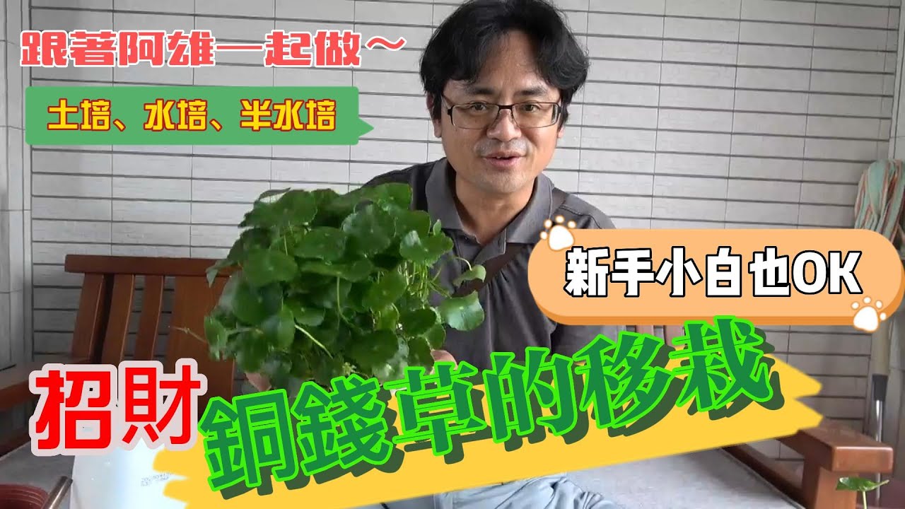 跟著阿雄一起做 ～招財 銅錢草的移栽！ 輕輕鬆鬆完成～水培、土培、半水培  How to Transplant Pennywort (Moneygrass)