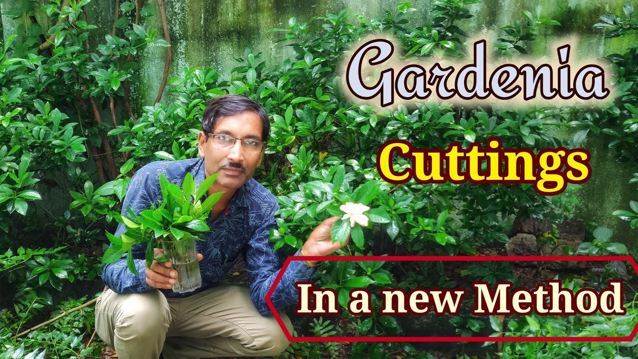 Take Gardenia Cuttings in a totally new Method