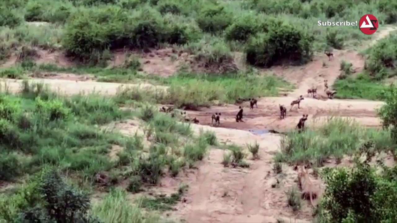 Lion vs Wild Dogs | Lioness Attack and Hunt Pack of Wild Dogs